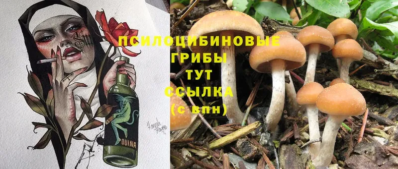 Псилоцибиновые грибы Psilocybe  omg ссылка  Правдинск 